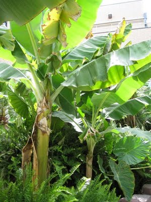 Banana Trees