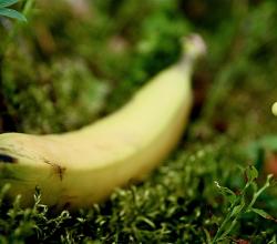Ripe Banana