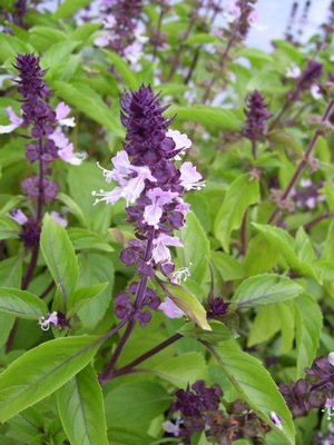 Basil