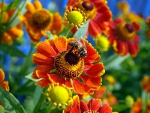 Bee Pollen Granules 