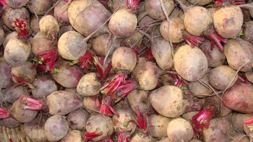 How to grow beetroot Growing Beetroot