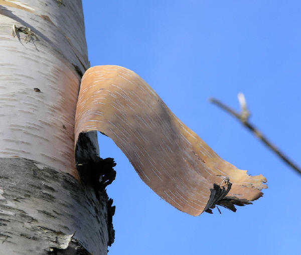 Birch bark promises good health