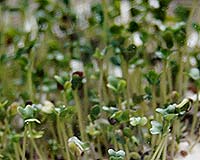 Broccoli sprouts is the name