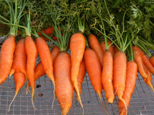 Raw Carrot Diet