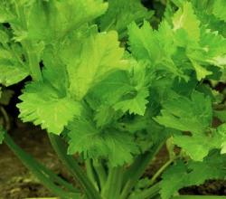 celery