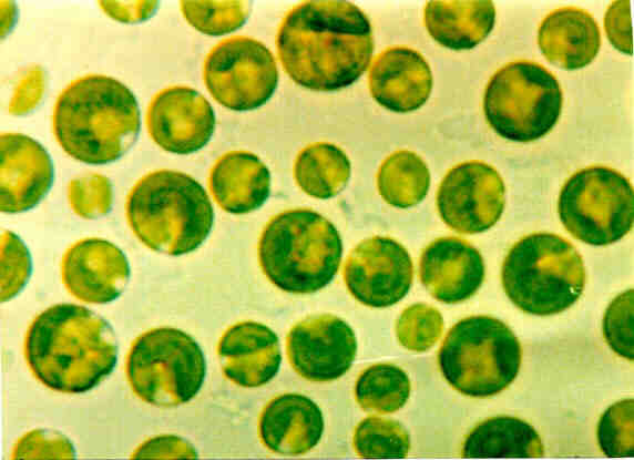 Eat Chlorella with a glass of juice Chlorella