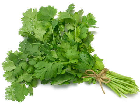 Cilantro Fresh