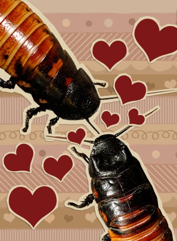 Cockroach