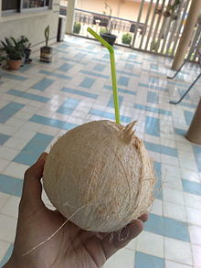 Coconut water
