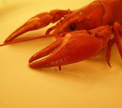 Caxton Seafood Festival