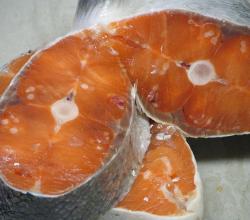 Salmon
