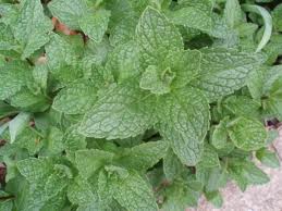 Mint