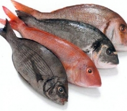 Fresh fish at the Everglades Seafood Festival