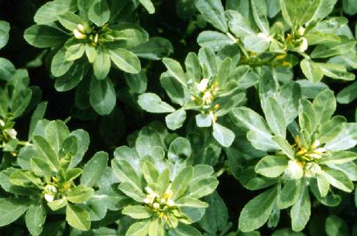 Popular Galactagogue - Fenugreek