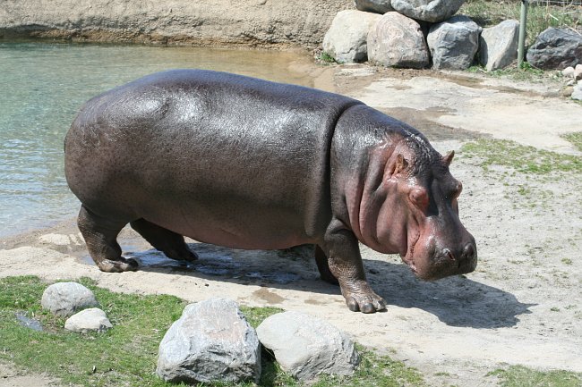 Hippo soup
