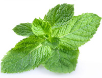Home remedy for bad breath - the mint