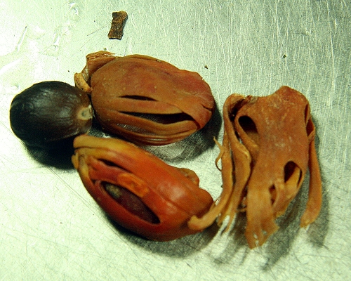 Nutmeg, the seed