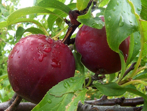 plump plums