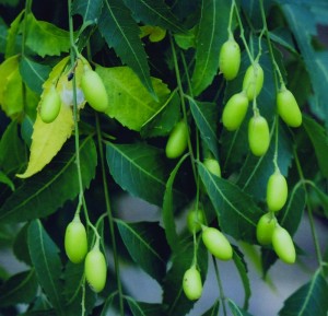Neem Leaves