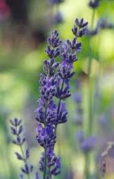 Lavender Medicinal Uses -- Lavender