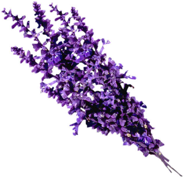 Lavender flowers
