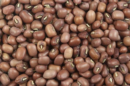 legumes