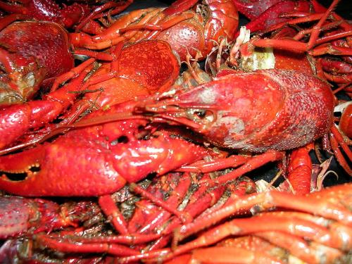 Lobster