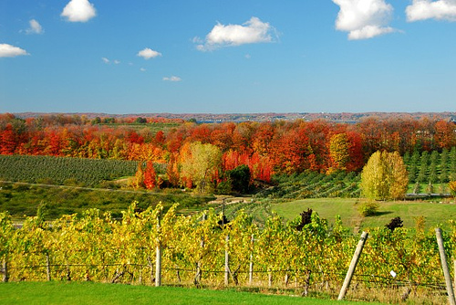 wine region
