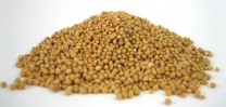 Benefits Of Mustard Seeds mustard seeds