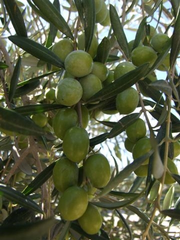 Olive