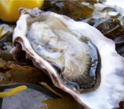 Oysters at the Astoria seafood festival