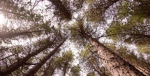 Pycnogenol are Pine bark extract