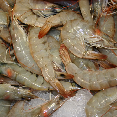 Prawns in pregnancy