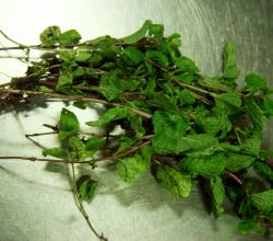 Sprig of mint