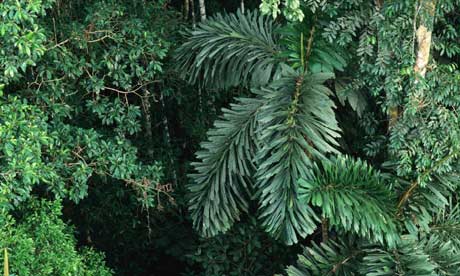 Rainforest