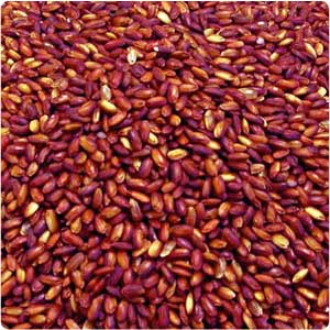 Red Yeast