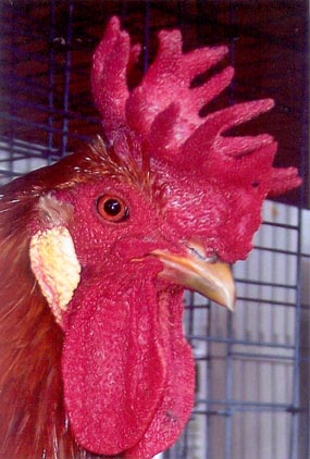 Rooster combs