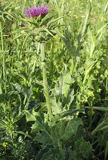 Milk Thistle has numerous medicinal uses