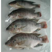 tilapia fillets