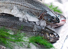 preserve fish