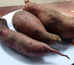 Yams: sweet and delicious