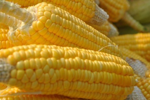 Corn