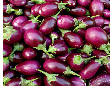 aubergine eggplants