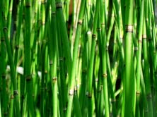 Horsetail a cure for epididymitis