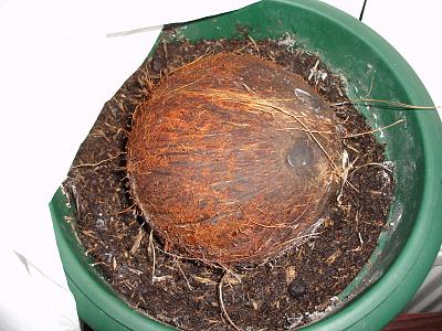 germinating-a-coconut-in-a-pot