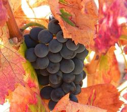 Grapes
