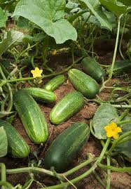 what-makes-cucumbers-bitter what-makes-cucumbers-bitter