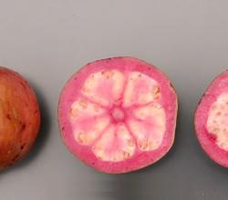 Guava
