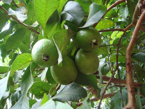 Guava