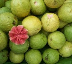 Guava